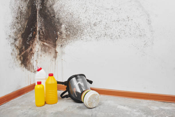 Best Attic Mold Removal  in Summit, AZ