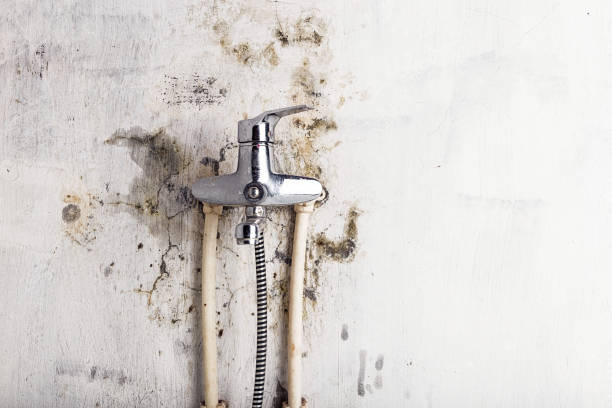 Best Mold Removal Company Near Me  in Summit, AZ