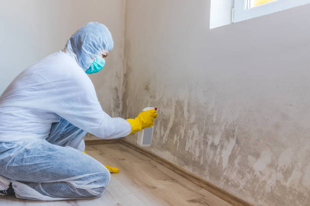 Mold Removal Process in Summit, AZ