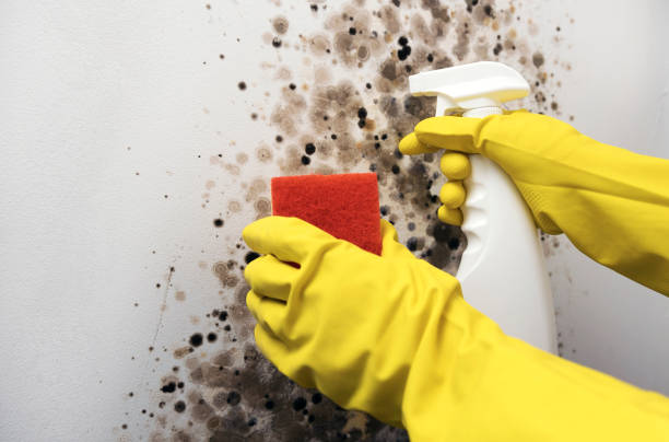 Best Black Mold Removal  in Summit, AZ