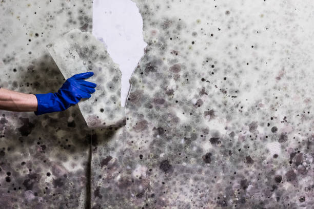 Best Crawl Space Mold Removal  in Summit, AZ