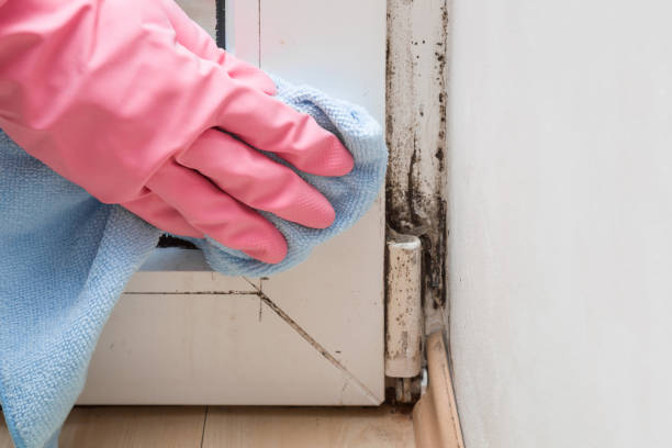 Best Certified Mold Removal  in Summit, AZ